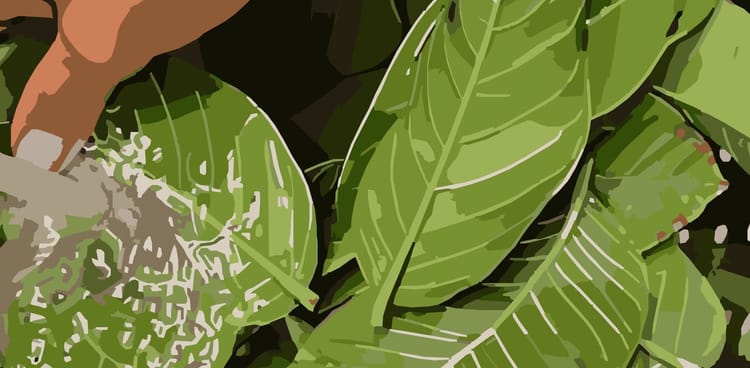 Baya Bundles: Modern Rituals with Guava-Leaves